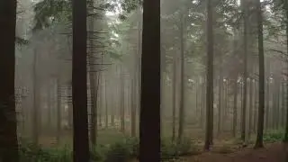 Atmospheric Misty Forest Drone Fly Through 8