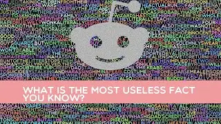 What is the most useless fact you know?