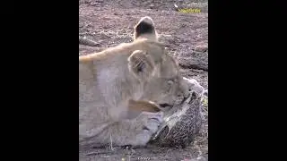 Patience is power : Can you lie low