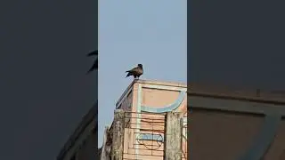 black kite on house 