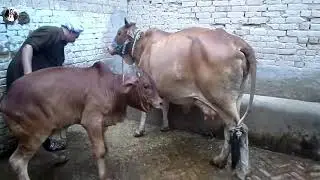 Big Calf Drinking Milk - Cow Feeding Calf To Drink her Milk - Cow Videos For Children - Top Milking