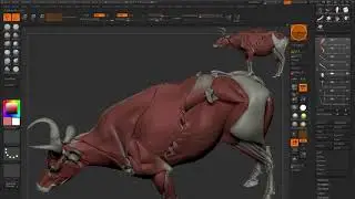Bovine anatomy study Part 3