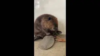 Awesome and Cute Animal Videos! #9