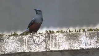 Blue Rock Thrush - Monticola solitarius philippensis