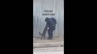 Уличный кот просит забрать его домой