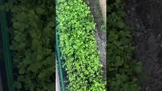 #firstharvestmethi #ytshorts #shortsfeed #viralvideo #canada #methicrop