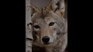 Wolves Howling | Wolf Talk With Vital Information