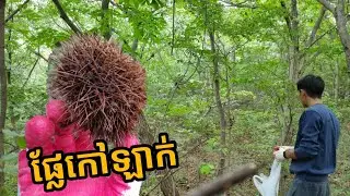 រើសគ្រាប់កៅឡាក់ Korean's Chestnuts fruits/ DaroVlog