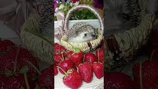 Моя сладкая ягодка