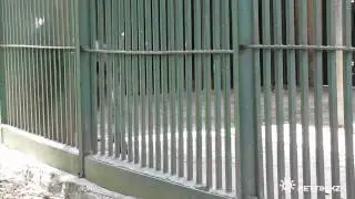 Шимпанзе в Гаванском зоопарке - Сhimpanzee in zoo