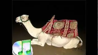 الوحيدي - دحية ابو داهش الوحيدي حفلة مثقال وداهش 2009