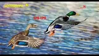 Чӗрчунсен тӗнчи: Кӑвакалсем ҫинчен