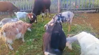 Вечер. Пришла прохлада.