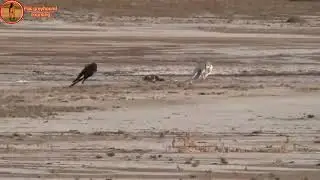 dog vs rabbit race \ hare hunting with rabbit \ greyhound coursing