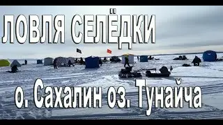 Зимняя рыбалка, ловим селёдку на озере #зимняяловлярыбы #рыбалка #рыбалка2024 #fishing