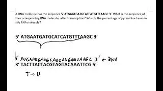 Transcribing a DNA sequence into an RNA sequence