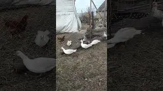 Разговоры деревенских девок.Жизнь в деревне.