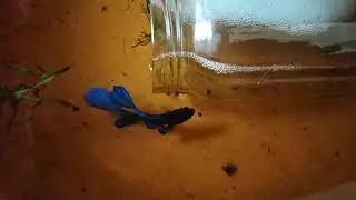 Betta bubble nest