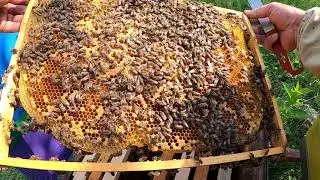 Заміна матки в рою,що не так