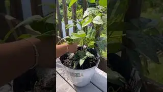 Don’t throw away egg shells | best organic plants food #youtubeshorts #shorts