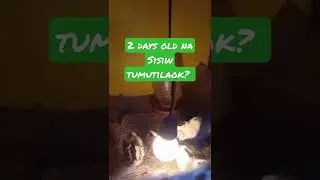 Sisiw tumitilaok ?