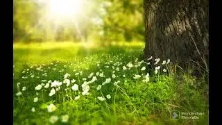 Relaxing Sleep Music • Deep Sleeping Music, Stress Relief, Meditation Music#relax #forestsounds