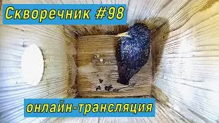 #Гнездо_скворца №98. Ночь 1-2 мая 2024 года. #онлайн_трансляция