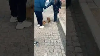 Встретились два брата 