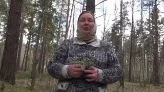 ЛОПУХ. КОРЕНЬ ЛОПУХА || Полезные свойства и применение