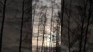 Winter woodpeckers' drum