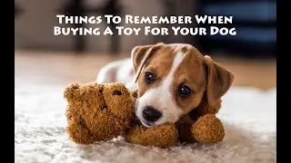 Things to Remember When Buying a Toy for Your Dog