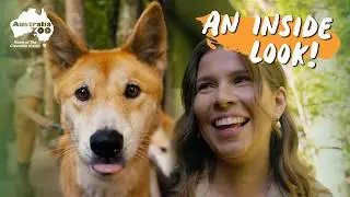 Peek inside the life of a keeper | Australia Zoo Life