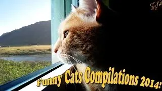 Коты Дерутся.
