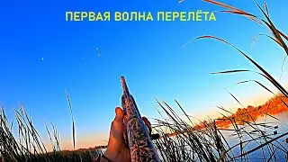 THE FLIGHT HAS BEGUN!!! DUCK HUNTING 2025 / MAX HUNTER