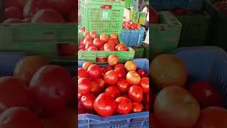 Punganur tomato Market 🍅🍅 13/10/2024 #punganurtomatomarket #trending #tomatomarket