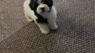 Adam the Havanese Puppy