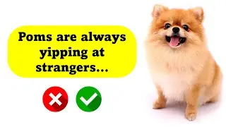 10 Pomeranian Myths Debunked