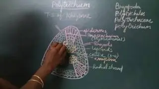 Polytrichum - T. S of rhizome