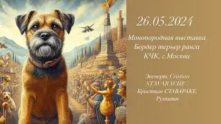 Монопородная выставка Бордер терьер, ранга КЧК, 26.05.2024, г.Москва