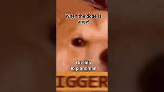when the doge is very angy