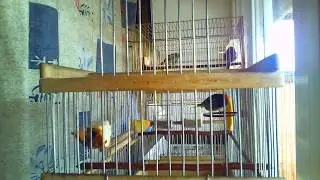 Красношапочные Вьюрки Реполов Коноплянка Релакс relaxing