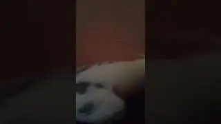 Корелла поет.