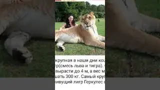 Исторические фото,факты,артефакты 8 часть.