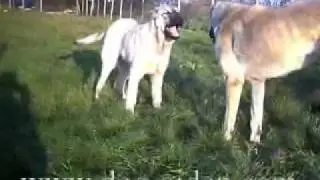 http://www.kangalbg.com/