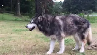 Dagny the Malamute's last walk
