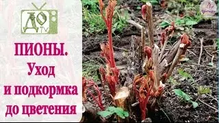 ПИОНЫ. Уход и подкормка ВЕСНОЙ до цветения