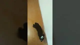 У нас появилась маленькая  овечка .