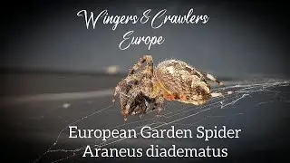Cross Spider Eating Fly | Garden Spider | Crowned Orb Weaver | Kruis Spin | Aranus diadematus |