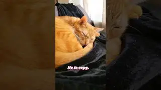 the missile is very tired 💤 #catmemes #catshorts #orangecat