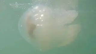 Медуза 